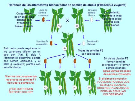 Herencia de las alternativas blanco/color en semilla de alubia (Phaseolus vulgaris) Semillas F1 coloreadas Cruzamiento: polen de la línea blanca sobre.