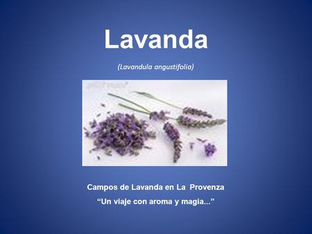 Campos de Lavanda en La Provenza “Un viaje con aroma y magia...”