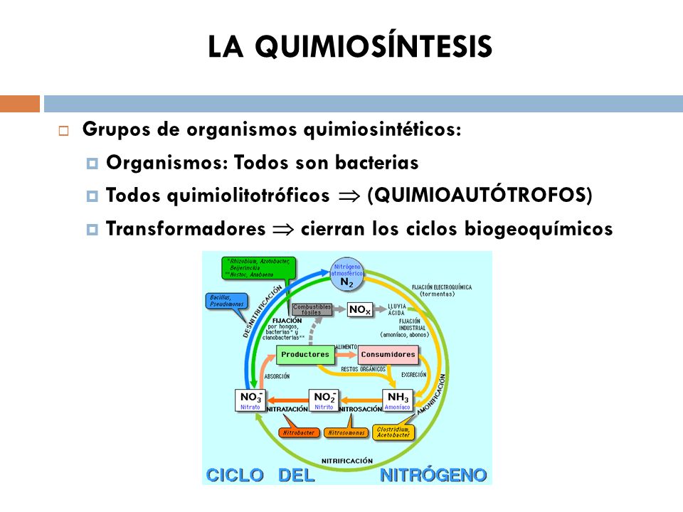 isfdyt nro 42 - biología de 1ro Rodrigu...- Concept Map