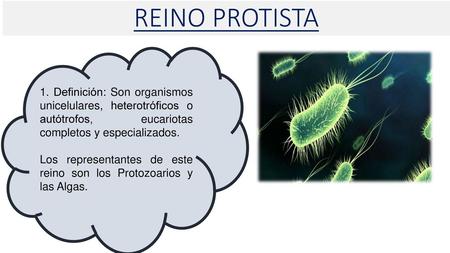 REINO PROTISTA 1. Definición: Son organismos unicelulares, heterotróficos o autótrofos, eucariotas completos y especializados. Los representantes de este.