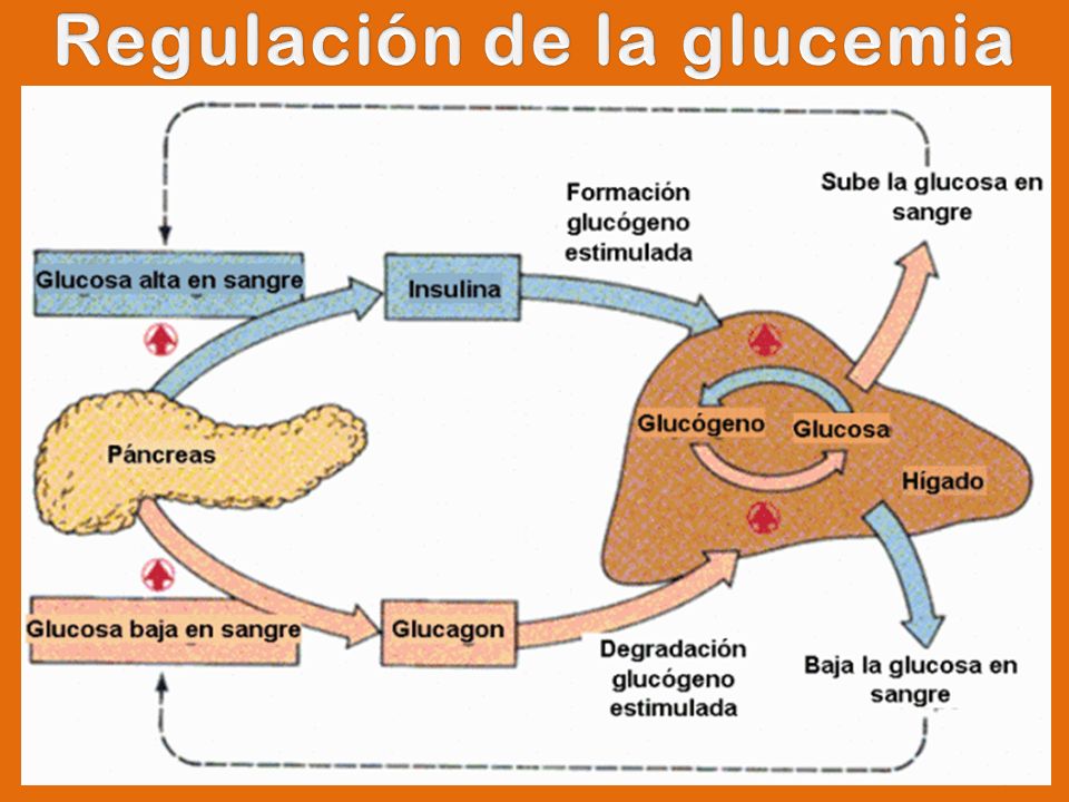Homeostasis “Forma de equilibrio dinámico de - ppt descargar Homeostasis “Forma de equilibrio dinámico de - ppt descargar