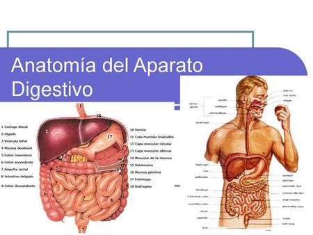 Anatomía del Aparato Digestivo