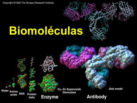 Biomoléculas.