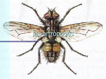 Els artròpodes Els insectes  Majoria terrestres  Cap, tòrax i abdomen  Un parell d'antenes al cap  Tres parells de potes  Molts amb un parell o.