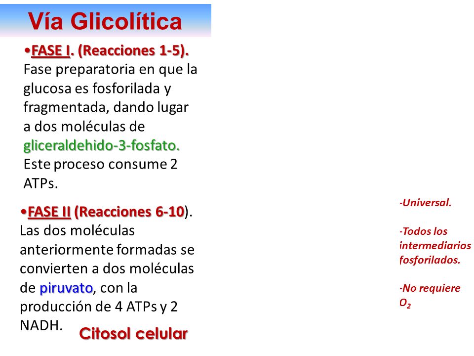 Importancia biologica de la fosforilacion de la glucosa Importancia biologica de la fosforilacion de la glucosa