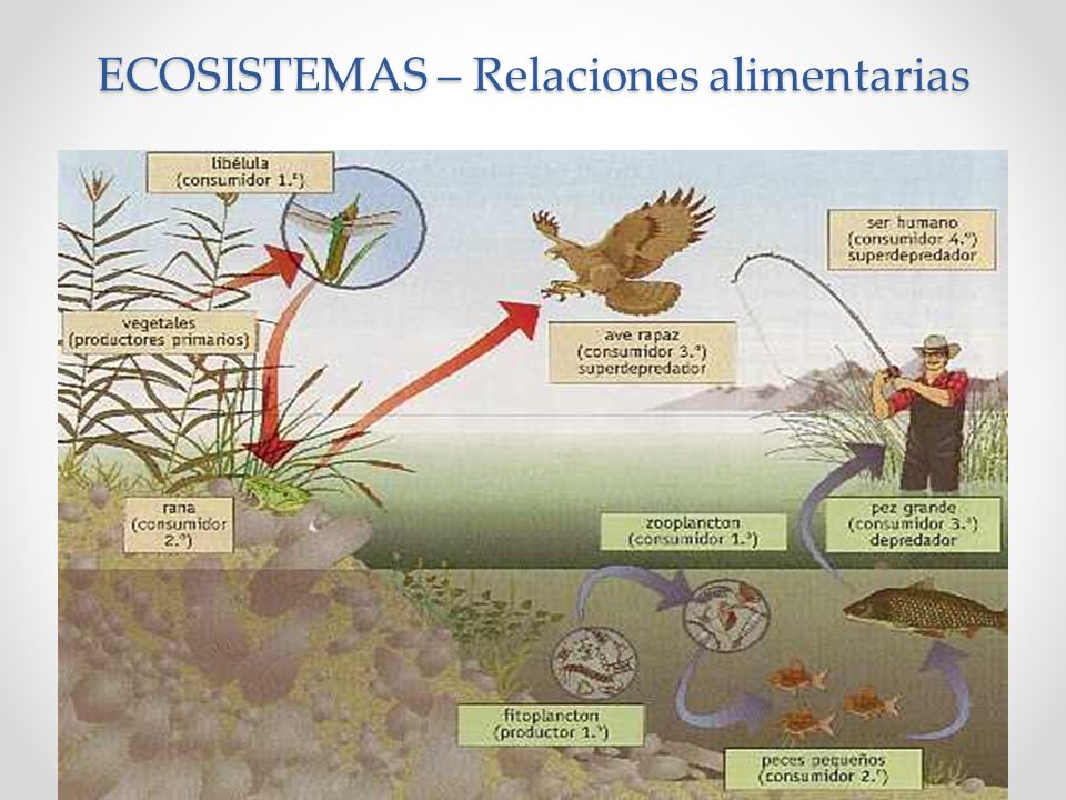 cadenas troficas en ecosistemas indicadores de desarrollo sustentable ecosistemas ppt cadenas troficas en ecosistemas indicadores de desarrollo sustentable ecosistemas ppt