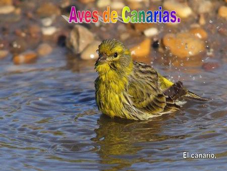 Aves de Canarias. El canario,.