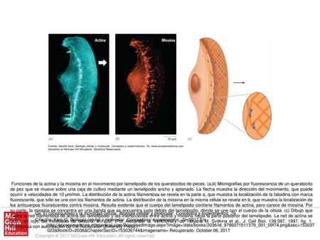 Funciones de la actina y la miosina en el movimiento por lamelipodio de los queratocitos de peces. (a,b) Micrografías por fluorescencia de un queratocito.