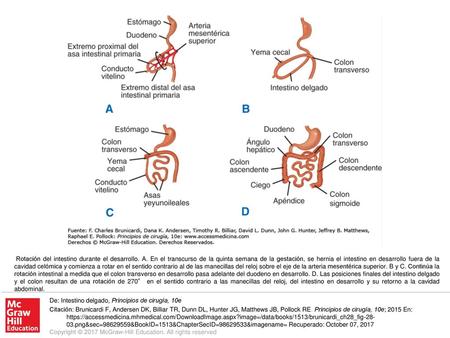 Rotación del intestino durante el desarrollo. A