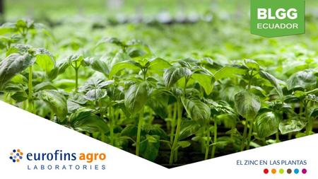 El Zinc en las plantas Zinc (Zn) es uno de los ocho micronutrientes esenciales. Es necesario para las plantas en pequeñas cantidades, pero crucial para.