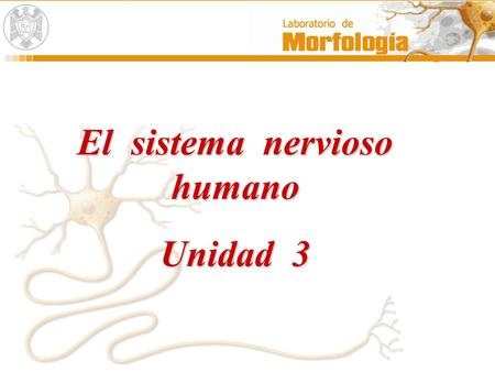El sistema nervioso humano Unidad 3. ORGANIZACIÓN DEL SISTEMA NERVIOSO Sistema Nervioso Sistema Nervioso Central Encéfalo Cerebro Cerebelo Bulbo raquídeo.