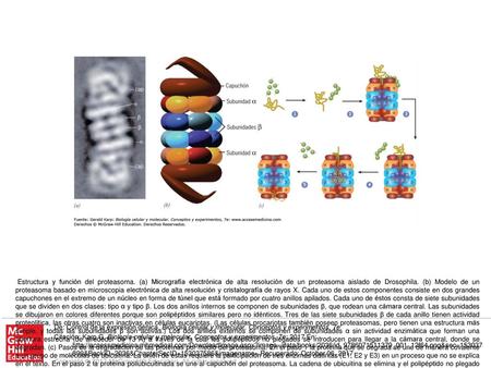 Estructura y función del proteasoma