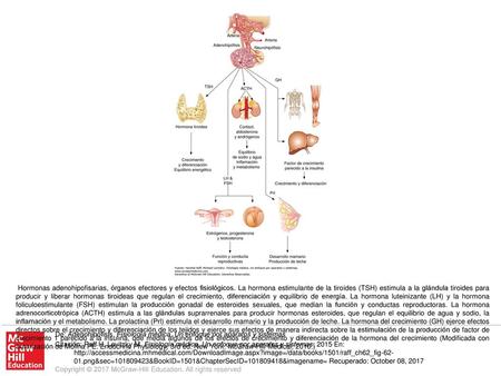 Hormonas adenohipofisarias, órganos efectores y efectos fisiológicos