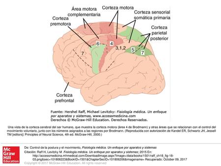 Una vista de la corteza cerebral del ser humano, que muestra la corteza motora (área 4 de Brodmann) y otras áreas que se relacionan con el control del.