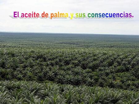 El aceite de palma y sus consecuencias.