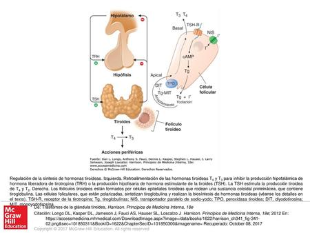 Regulación de la síntesis de hormonas tiroideas. Izquierda