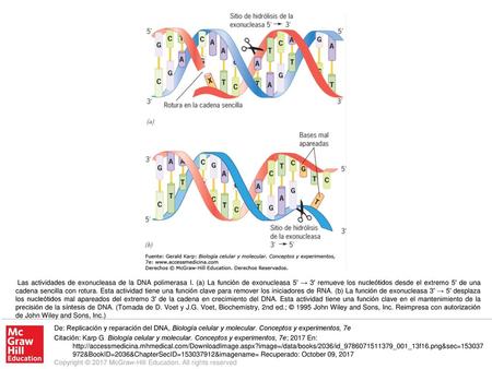 Las actividades de exonucleasa de la DNA polimerasa I