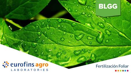 Fertilización Foliar La fertilización foliar es una práctica común de suministrar nutrientes a las plantas a través de su follaje. Se trata de fumigar.