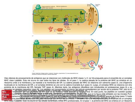 Vías clásicas de procesamiento de antígenos que se relacionan con moléculas de MHC clases I y II. (a) Vía propuesta para el ensamble de un complejo MHC.