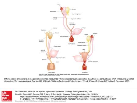 Diferenciación embrionaria de los genitales internos masculinos y femeninos (conductos genitales) a partir de los conductos de Wolff (masculino) y Müller.