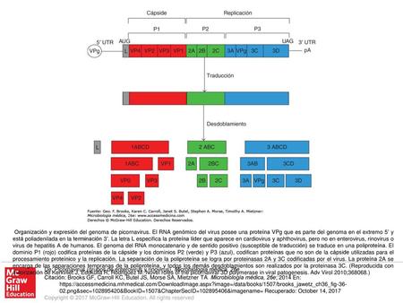Organización y expresión del genoma de picornavirus