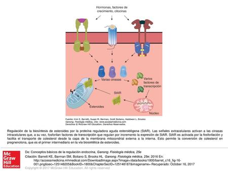 Regulación de la biosíntesis de esteroides por la proteína reguladora aguda esteroidógena (StAR). Las señales extracelulares activan a las cinasas intracelulares.