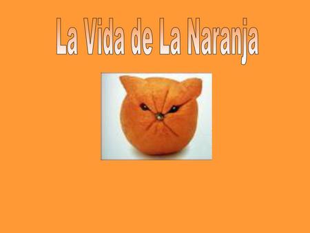 La Vida de La Naranja.