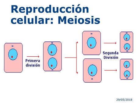 Reproducción celular: Meiosis
