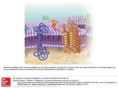Membrana biológica Una membrana biológica es una barrera dinámica ubicada entre compartimentos que está constituida por una bicapa lipídica que forma complejos.
