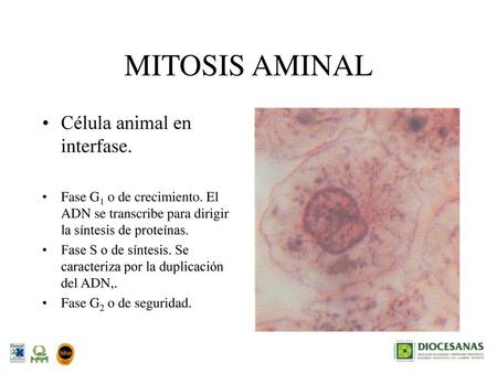 MITOSIS AMINAL Célula animal en interfase.