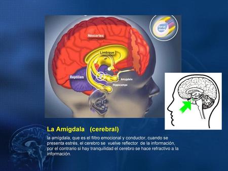 La Amígdala (cerebral)