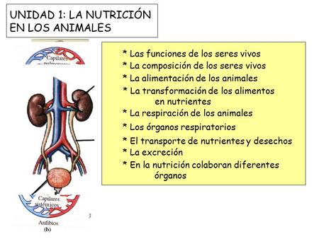 UNIDAD 1: LA NUTRICIÓN EN LOS ANIMALES * Las funciones de los seres vivos * La composición de los seres vivos * La alimentación de los animales * La transformación.