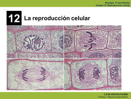 12 La reproducción celular.