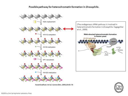 Possible pathway for heterochromatin formation in Drosophila.