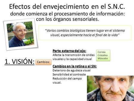Efectos del envejecimiento en el S.N.C.