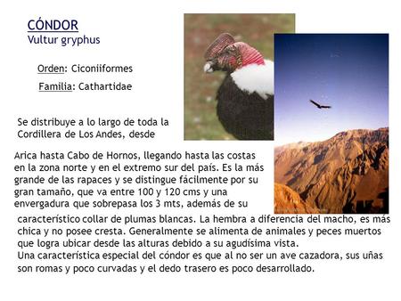 CÓNDOR Vultur gryphus Orden: Ciconiiformes Familia: Cathartidae