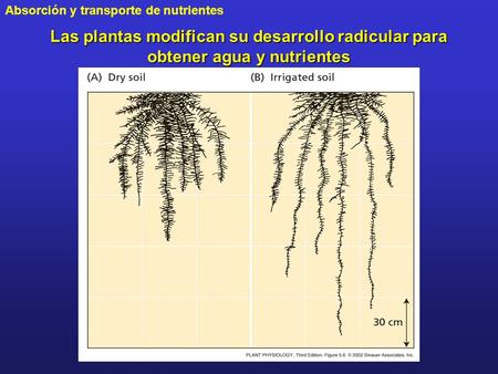 Las plantas modifican su desarrollo radicular para obtener agua y nutrientes PP05060.jpg.