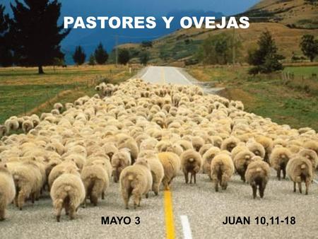 PASTORES Y OVEJAS MAYO 3 JUAN 10,11-18.