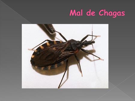 Mal de Chagas.
