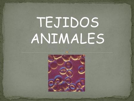 TEJIDOS ANIMALES.