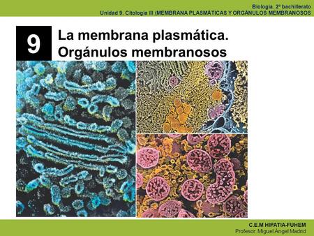 9 La membrana plasmática. Orgánulos membranosos.