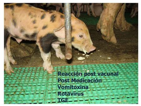 Reacción post vacunal Post Medicación Vomitoxina Rotavirus TGE.