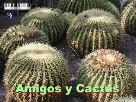 Amigos y Cactus.