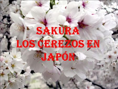 SAKURA Los Cerezos en Japón Todos los años,al inicio de la primavera, ocurre uno de los eventos más esperados del Japón.El florecimiento de los Cerezos.