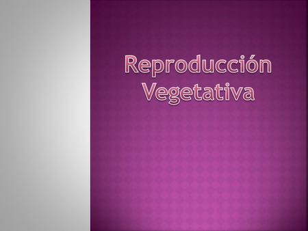 Reproducción Vegetativa