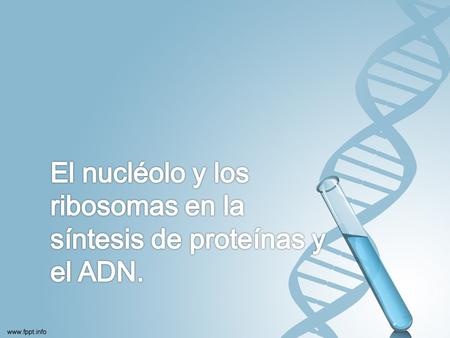 El nucléolo y los ribosomas en la síntesis de proteínas y el ADN.