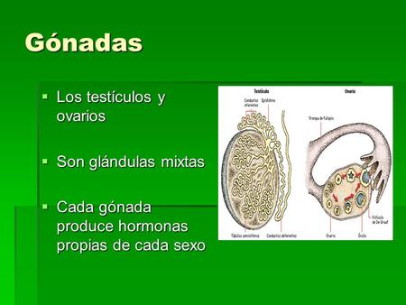 Gónadas Los testículos y ovarios Son glándulas mixtas