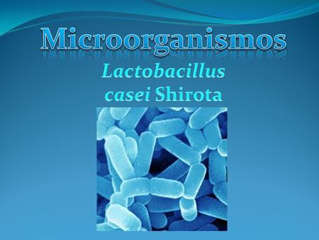 Lactobacillus casei Shirota