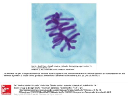 La tinción de Feulgen. Este procedimiento de tinción es específico para el DNA, como lo indica la localización del pigmento en los cromosomas en esta célula.