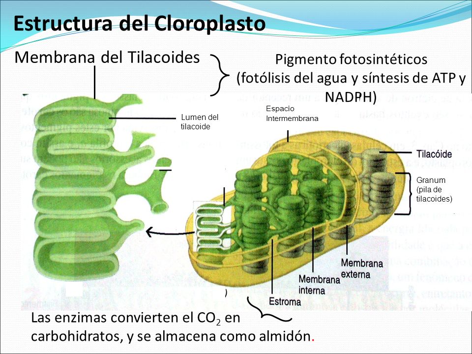 Estructura de los cloroplastos en la fotosintesis 18 Estructura de los cloroplastos en la fotosintesis 60